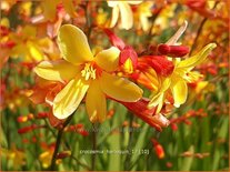 Crocosmia &#39;Harlequin&#39;