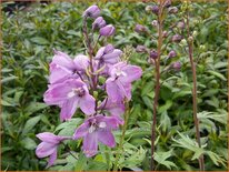 Delphinium &#39;Astolat&#39;