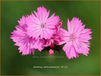 Dianthus carthusianorum