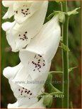 Digitalis purpurea &#39;Alba&#39;