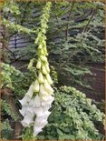 Digitalis purpurea &#39;Alba&#39;