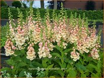 Digitalis purpurea &#39;Dalmatian Peach&#39;