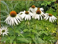 Echinacea purpurea &#39;Alba&#39;