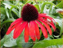 Echinacea purpurea &#39;Postman&#39;