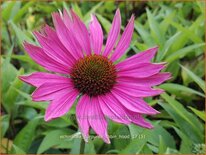 Echinacea purpurea 'Robin Hood'