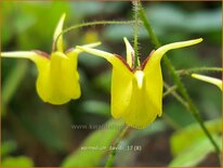 Epimedium davidii