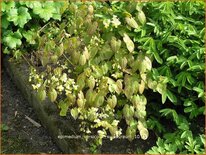 Epimedium versicolor &#39;Sulphureum&#39;