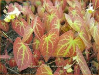 Epimedium versicolor &#39;Sulphureum&#39;