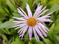 Erigeron 'Quakeress'