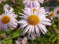 Erigeron 'Quakeress'