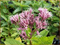 Eupatorium 'Mask'