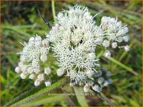 Eupatorium perfoliatum