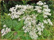 Eupatorium perfoliatum