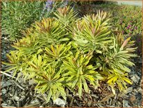 Euphorbia amygdaloides &#39;Ascott Rainbow&#39;