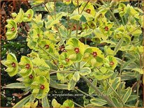 Euphorbia amygdaloides &#39;Ascott Rainbow&#39;