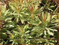 Euphorbia amygdaloides &#39;Ascott Rainbow&#39;