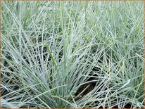 Festuca glauca &#39;Elijah Blue&#39;