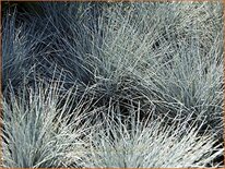 Festuca glauca &#39;Elijah Blue&#39;