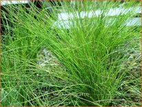 Festuca &#39;Walberla&#39;