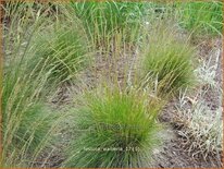 Festuca &#39;Walberla&#39;