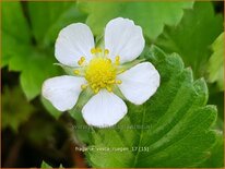 Fragaria vesca &#39;Rügen&#39;