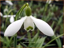 Galanthus &#39;S. Arnott&#39;