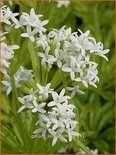 Galium odoratum