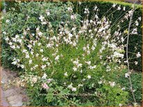 Gaura lindheimeri &#39;Whirling Butterflies&#39;