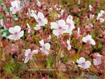 Geranium cantabrigiense &#39;Lohfelden&#39;