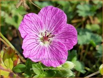 Geranium cinereum 'Penny Lane'