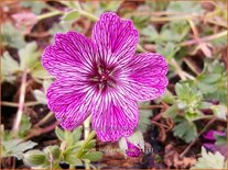 Geranium &#39;Jolly Jewel Lilac&#39;