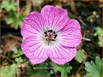 Geranium 'Jolly Jewel Pink'