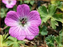 Geranium 'Jolly Jewel Pink'