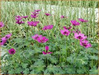 Geranium &#39;Jolly Jewel Purple&#39;