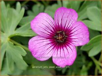 Geranium 'Jolly Jewel Silver'