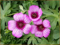 Geranium 'Jolly Jewel Silver'