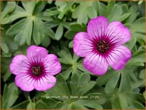 Geranium 'Jolly Jewel Silver'