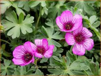 Geranium 'Jolly Jewel Silver'