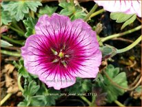 Geranium &#39;Jolly Jewel Violet&#39;