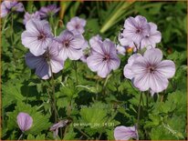 Geranium &#39;Joy&#39;