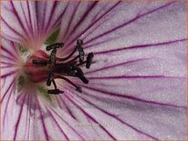 Geranium &#39;Joy&#39;