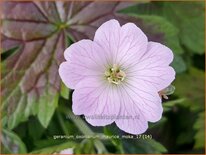 Geranium oxonianum 'Maurice Moka'