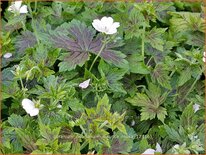 Geranium oxonianum 'Maurice Moka'