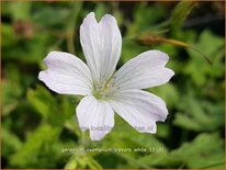 Geranium oxonianum &#39;Trevor&#39;s White&#39;