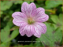 Geranium oxonianum 'Walter's Gift'