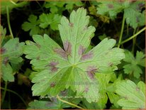 Geranium oxonianum 'Walter's Gift'