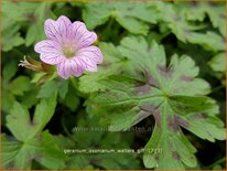 Geranium oxonianum 'Walter's Gift'