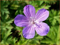 Geranium &#39;Purple Rain&#39;