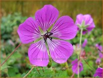 Geranium &#39;Rosetta&#39;