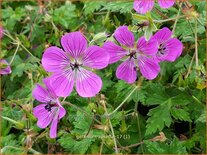 Geranium &#39;Rosetta&#39;